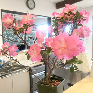 デイホーム孫の手・こまいぎ 季節の花と過ごすひととき