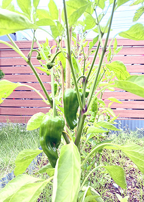 デイホーム孫の手・こまいぎ　野菜を収穫し隊！の様子