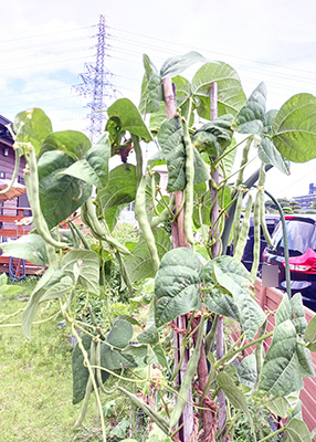 デイホーム孫の手・こまいぎ　野菜を収穫し隊！の様子