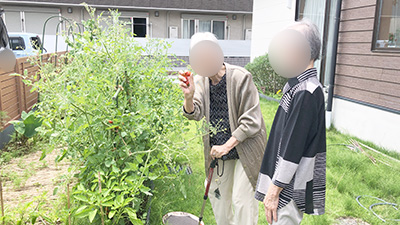 デイホーム孫の手・こまいぎ　野菜を収穫し隊！の様子