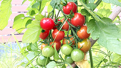 デイホーム孫の手・こまいぎ　野菜を収穫し隊！の様子