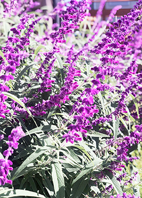 デイホーム孫の手・こまいぎ 干し柿作りの様子