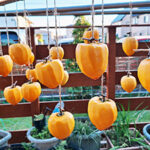 デイホーム孫の手・こまいぎ　干し柿作りの様子