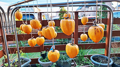 デイホーム孫の手・こまいぎ 干し柿作りの様子